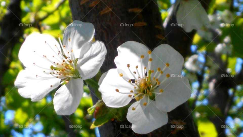 Flower, No Person, Tree, Nature, Cherry