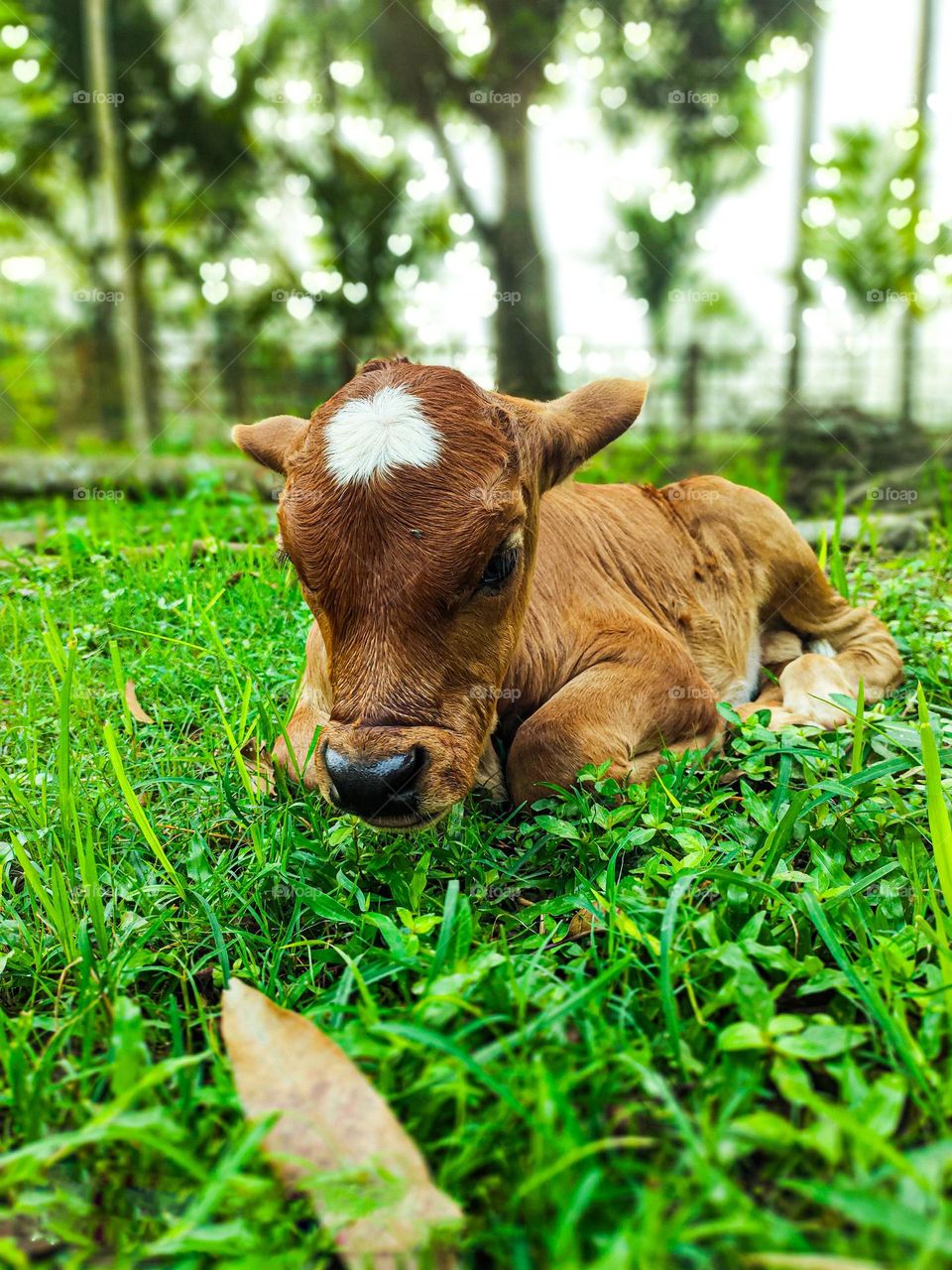 This calf is ours. I took photos of this calf. Calf survival is very beautiful. There is a white spot on the forehead. So the animal looks very beautiful.