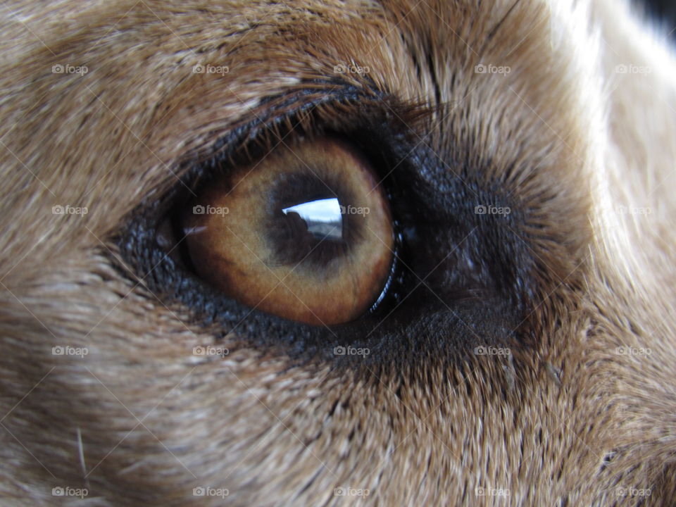 Dogs eye