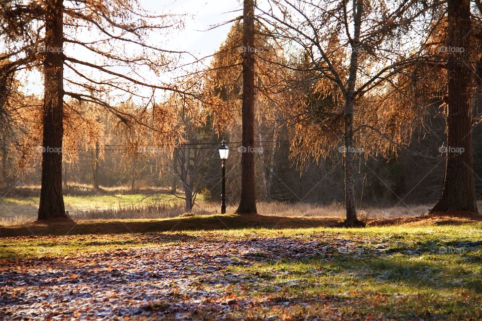 Autumn in the park 