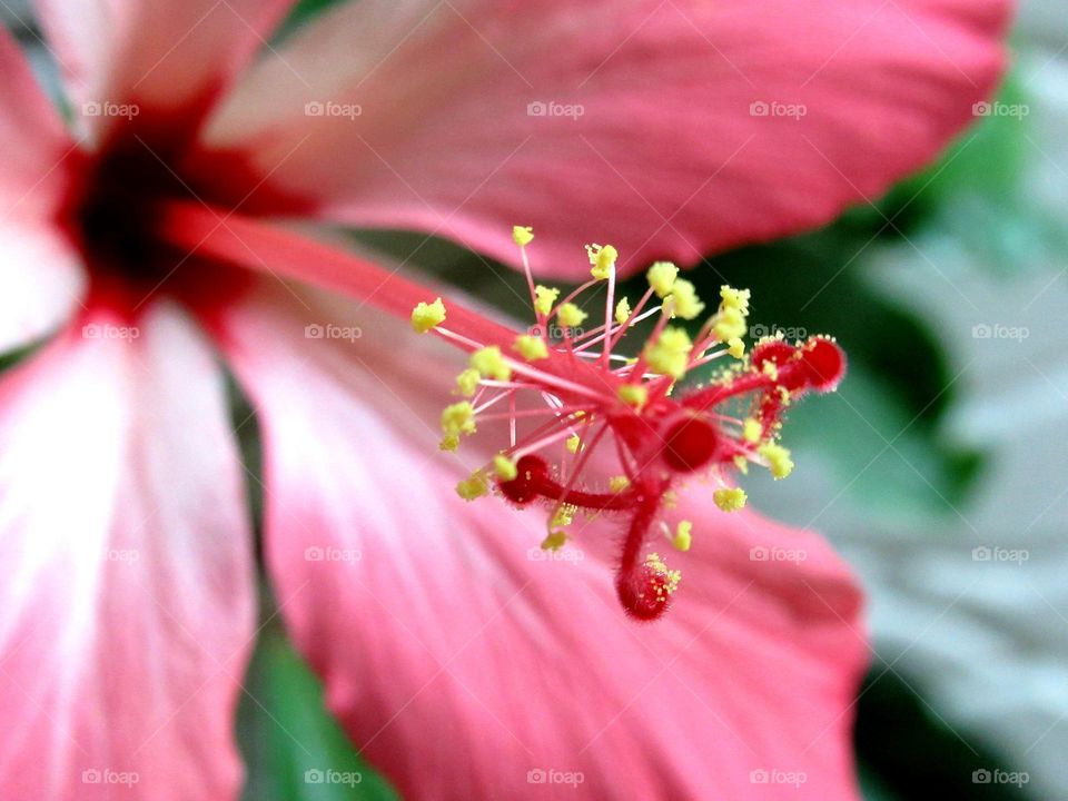 hibiscus, Chinese rose, grows and blooms at home