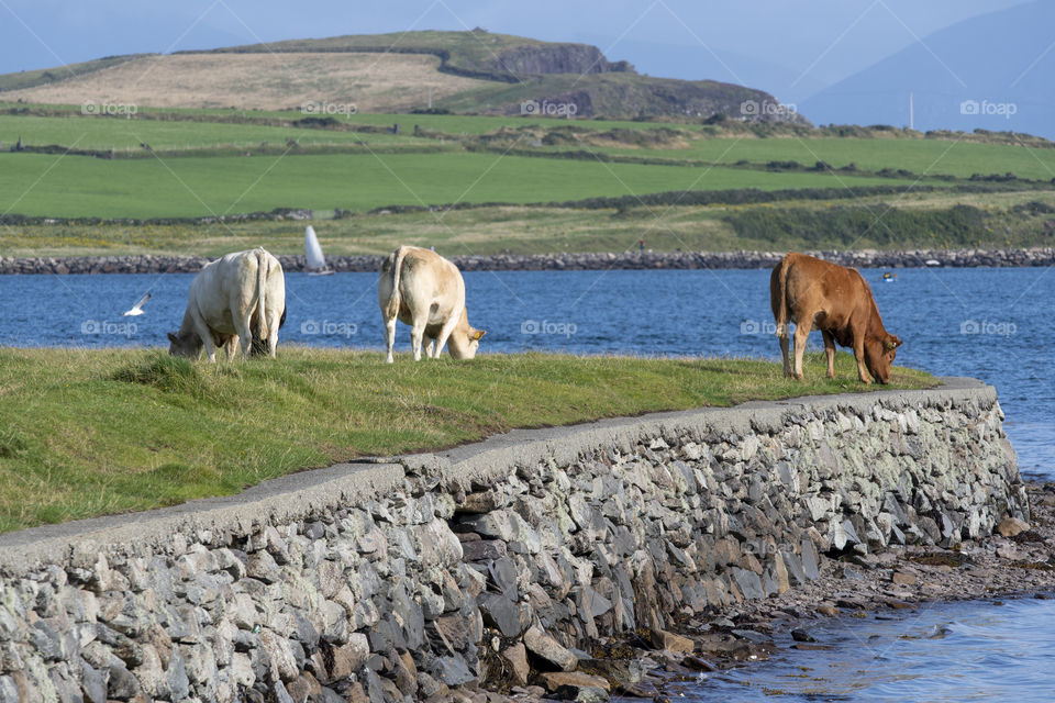 Cows in Irish Countryside 