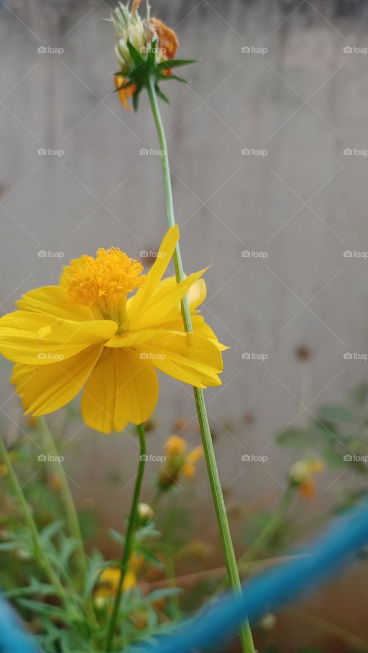 yellow golden flower