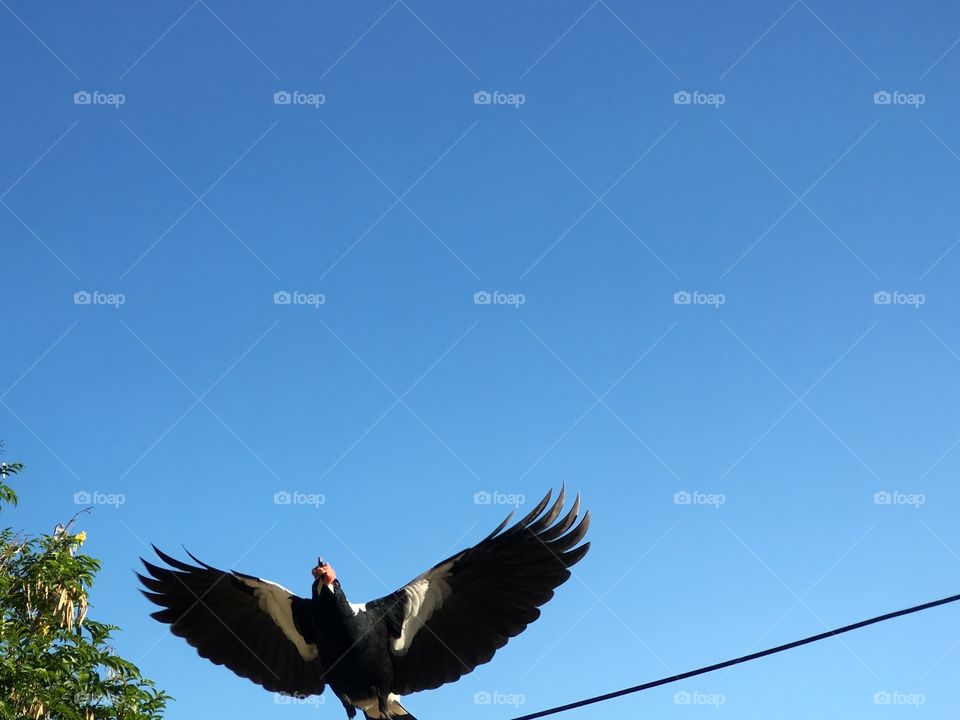 Magpie mid flight wide wingspan with carrion meat in beak, minimalist, blue sky negative space 