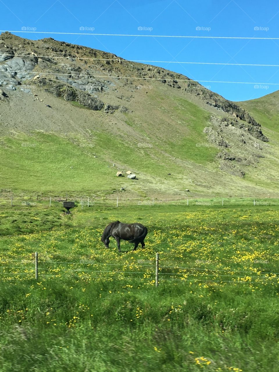 Iceland horse