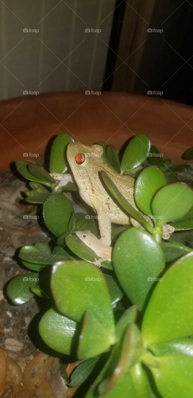 Frog and lizard hanging out together in the jade plant....making friends