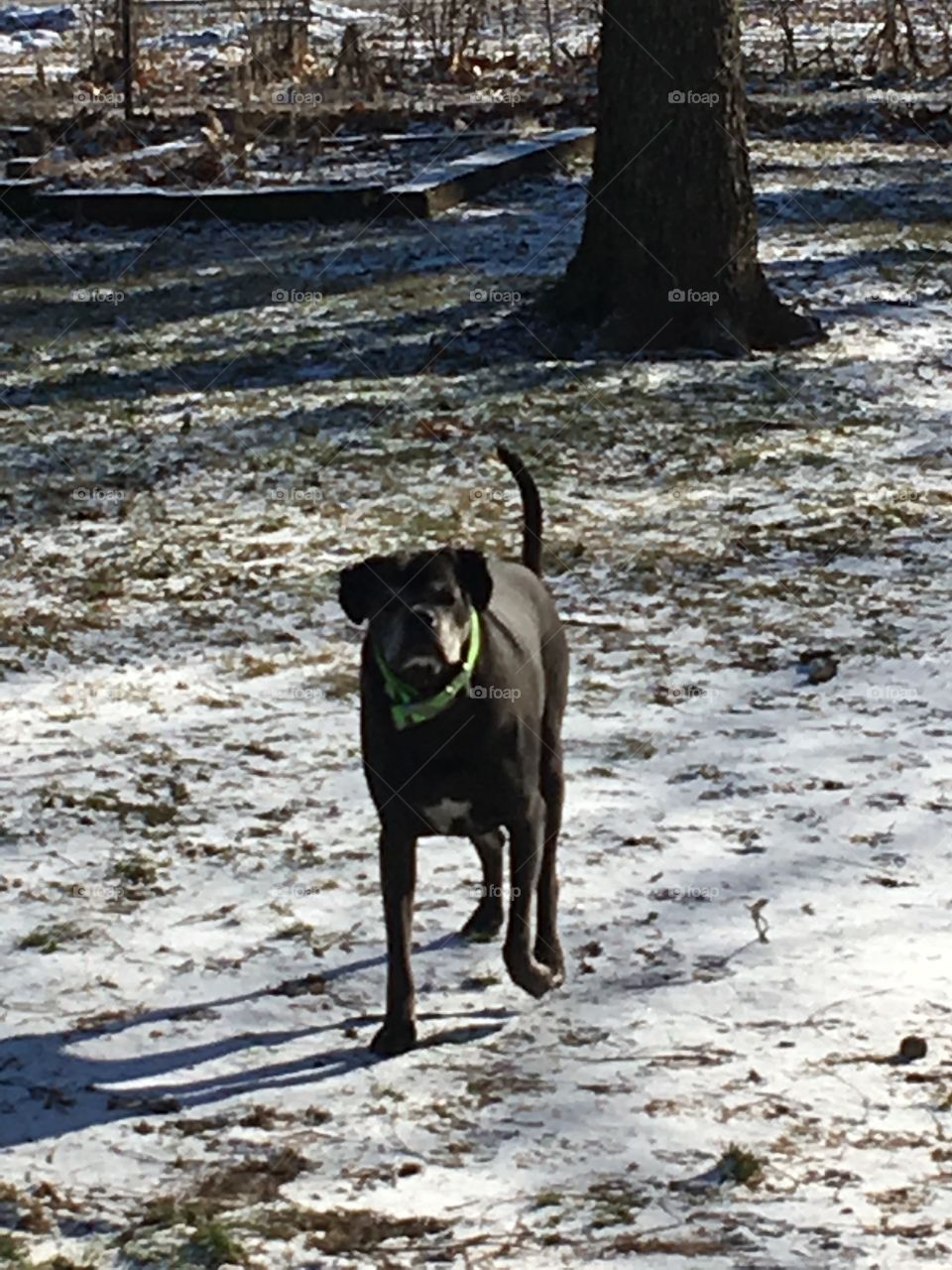 Just checking out the little dab of snow we got last night more more I want more!