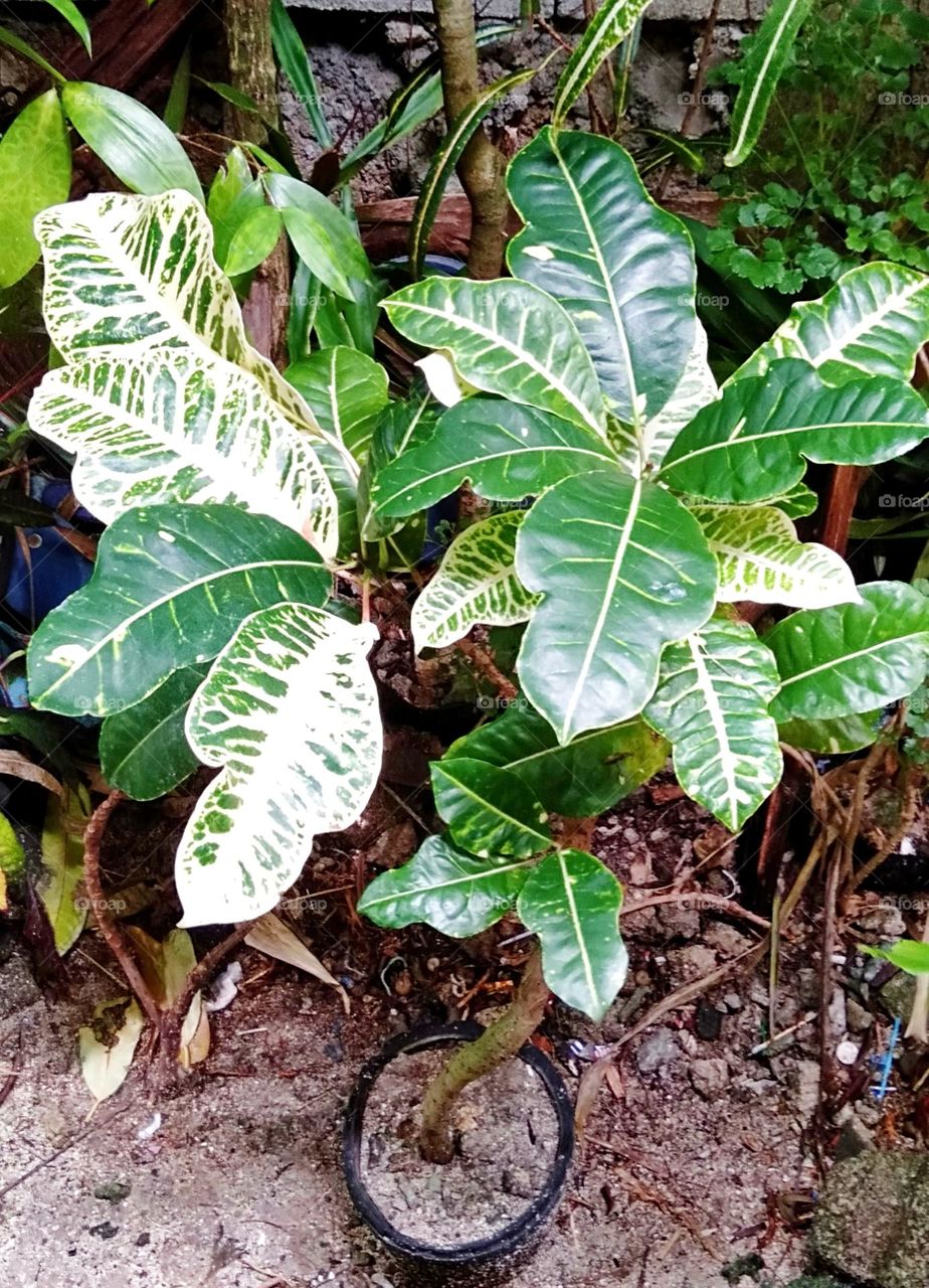 Tropical Croton San Francisco plant with big leaves.