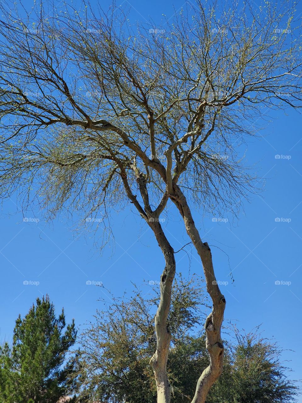 Two Tall Crooked Trees