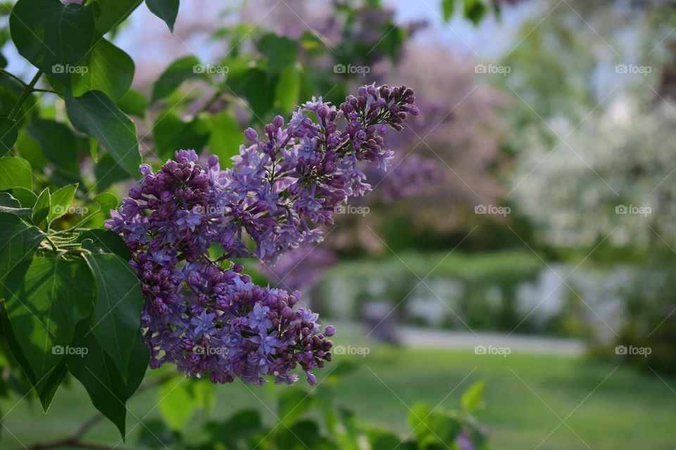 Bush of light purple or lilac Syringa blooming in spring