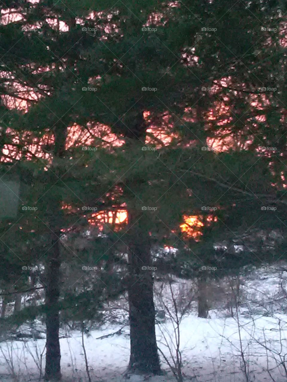 Sunrise through the pines