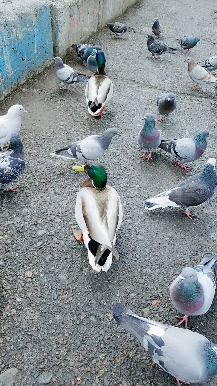 duck