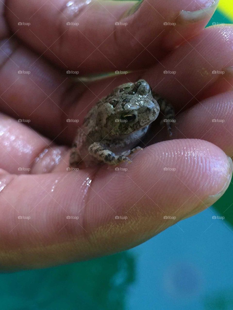 Frog in the pool