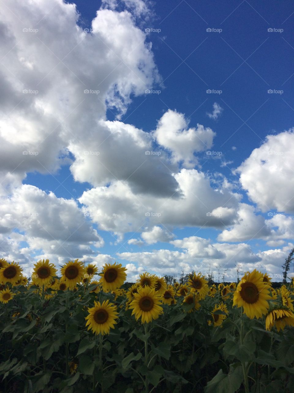Clouds and sunflowers