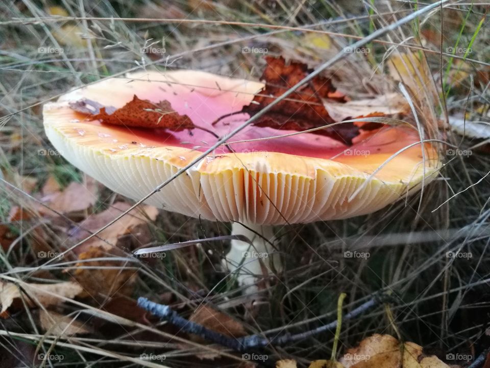 Mushroom