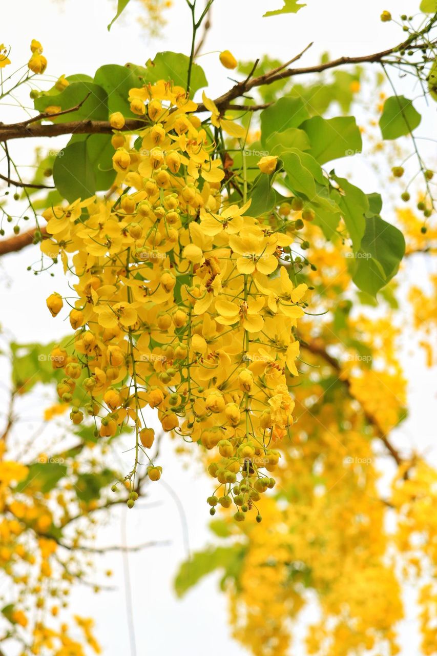 the golden shower tree