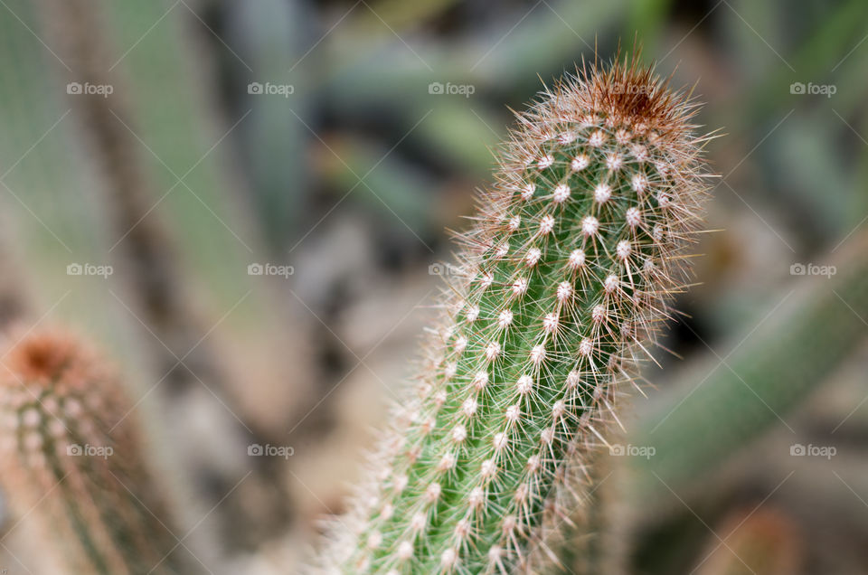 Macro photo of Cactus.