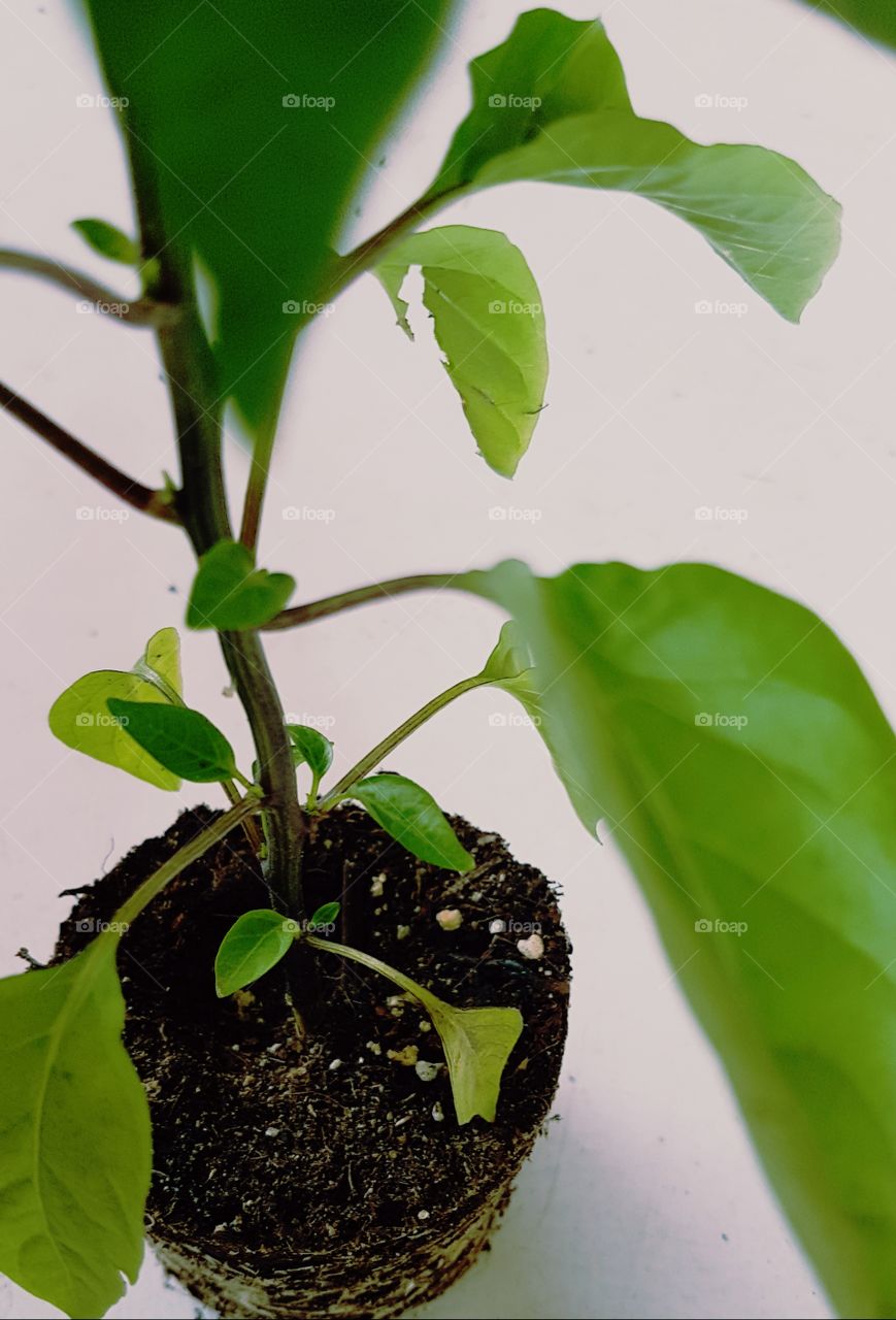 Pepper plant