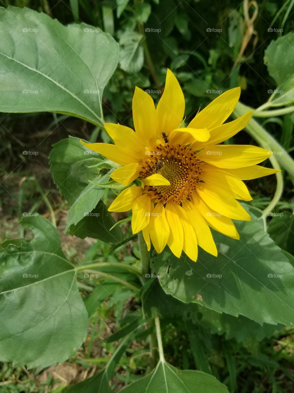 sunflower queen.
