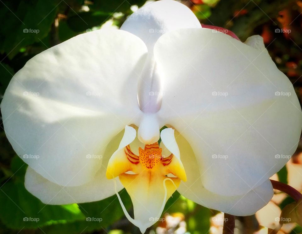 Close-up of orchid flower