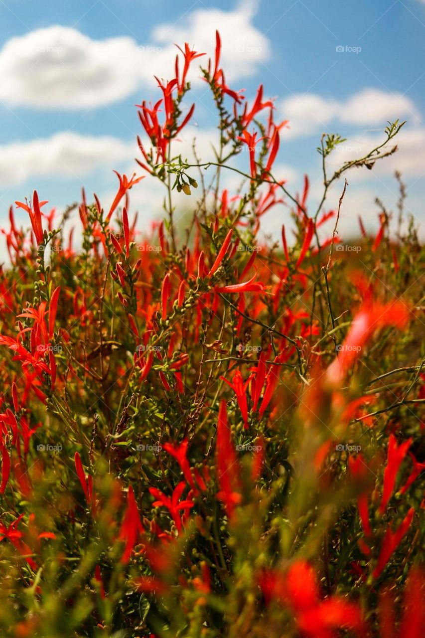 Red spring 