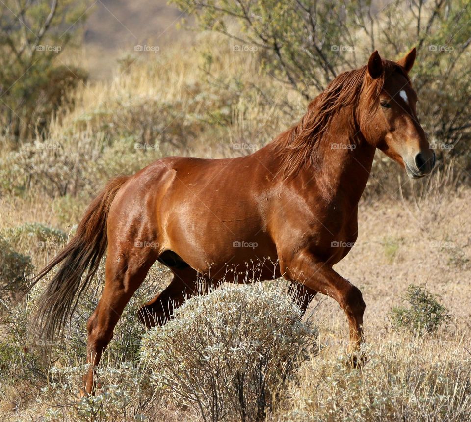 Wild Stallion Galloping in Desert