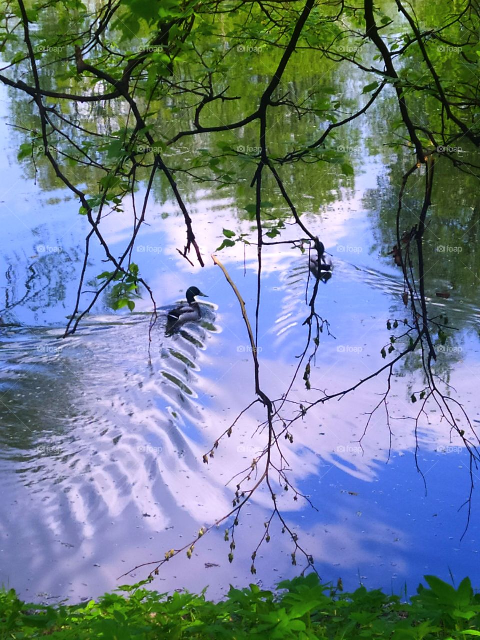 The duck swims away from the shore.  The blue sky and green trees are reflected in the water