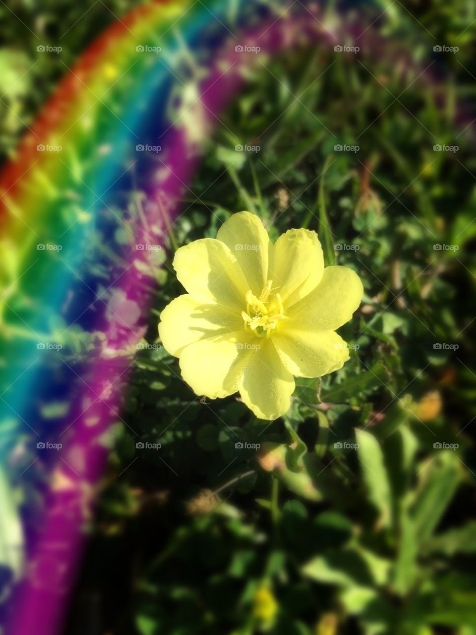 Color love with a yellow buttercup and rainbow 