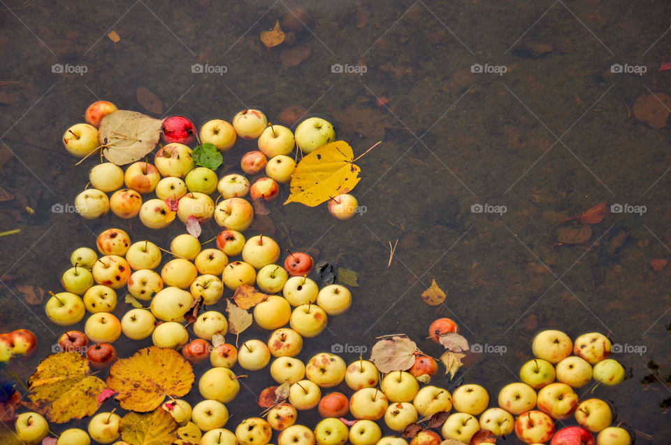 Apples in the water