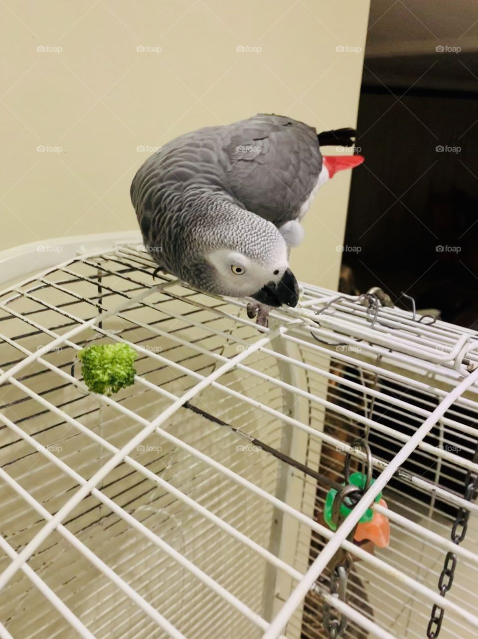 My sweetest little African Grey enjoying his broccoli 🥦