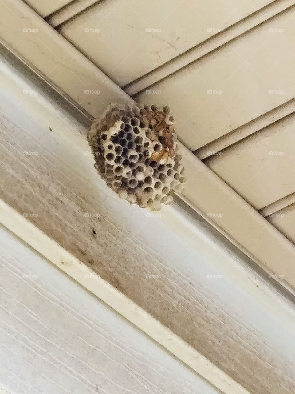 wasp nest