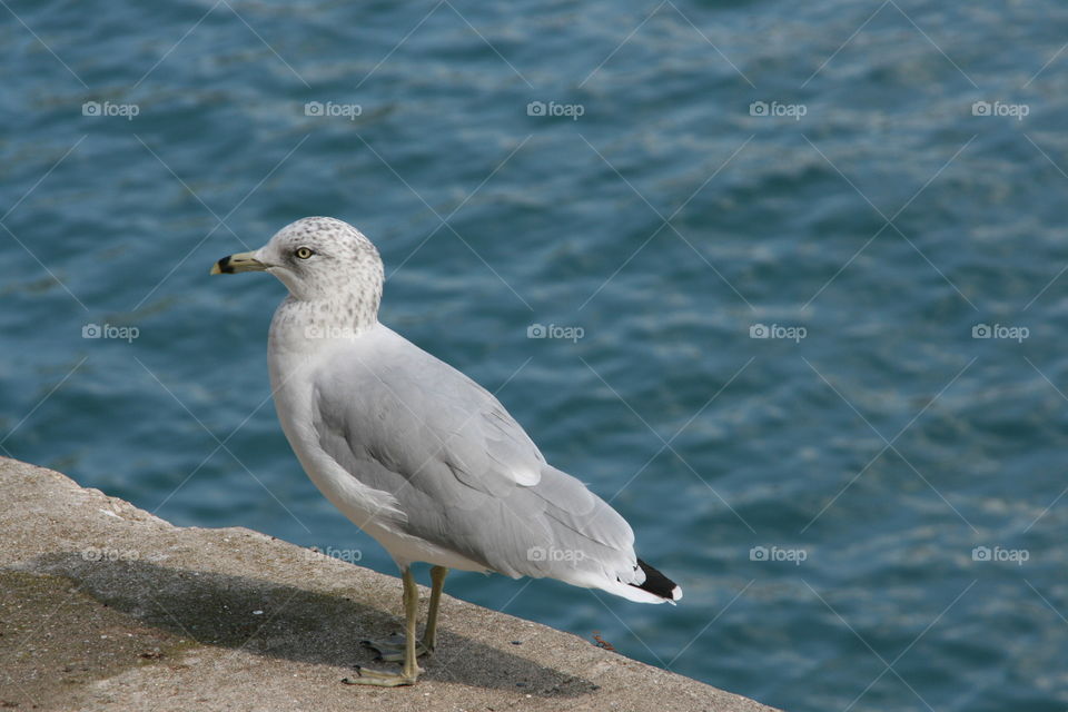 Seagull at the lake