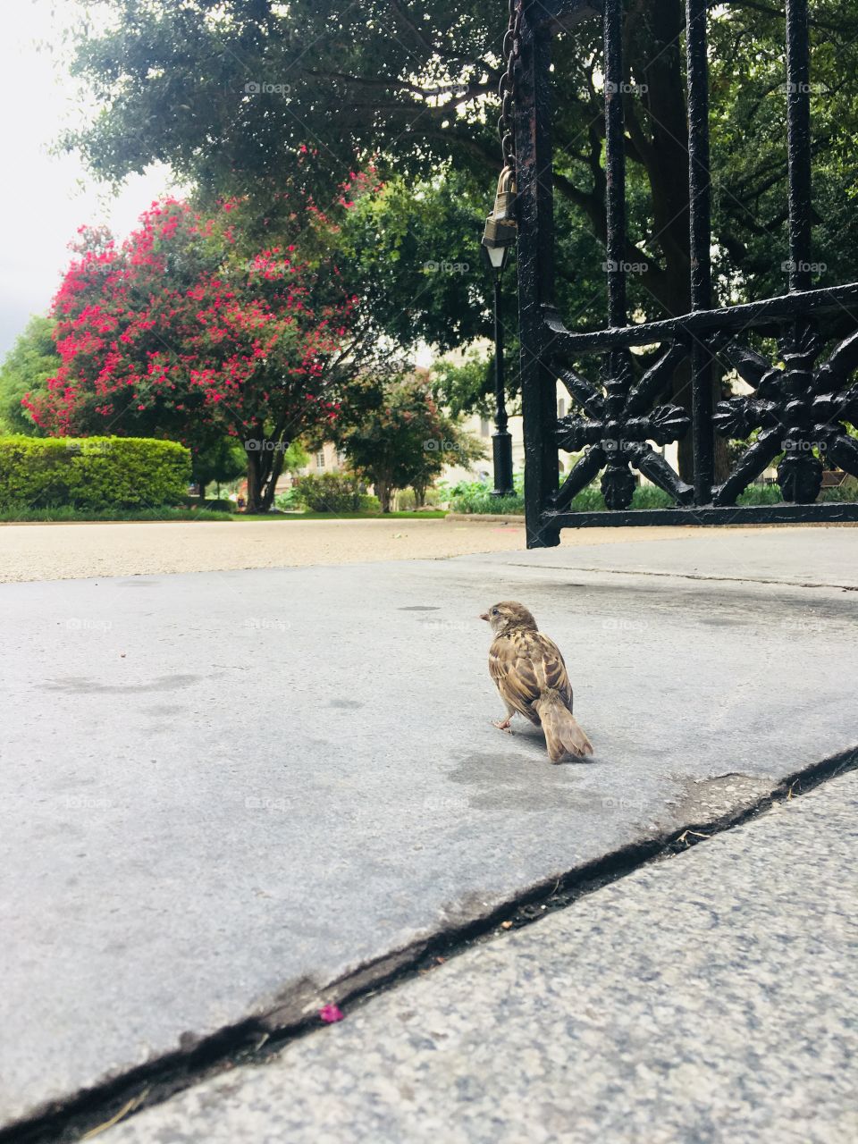 Friendly bird in courtyard. 