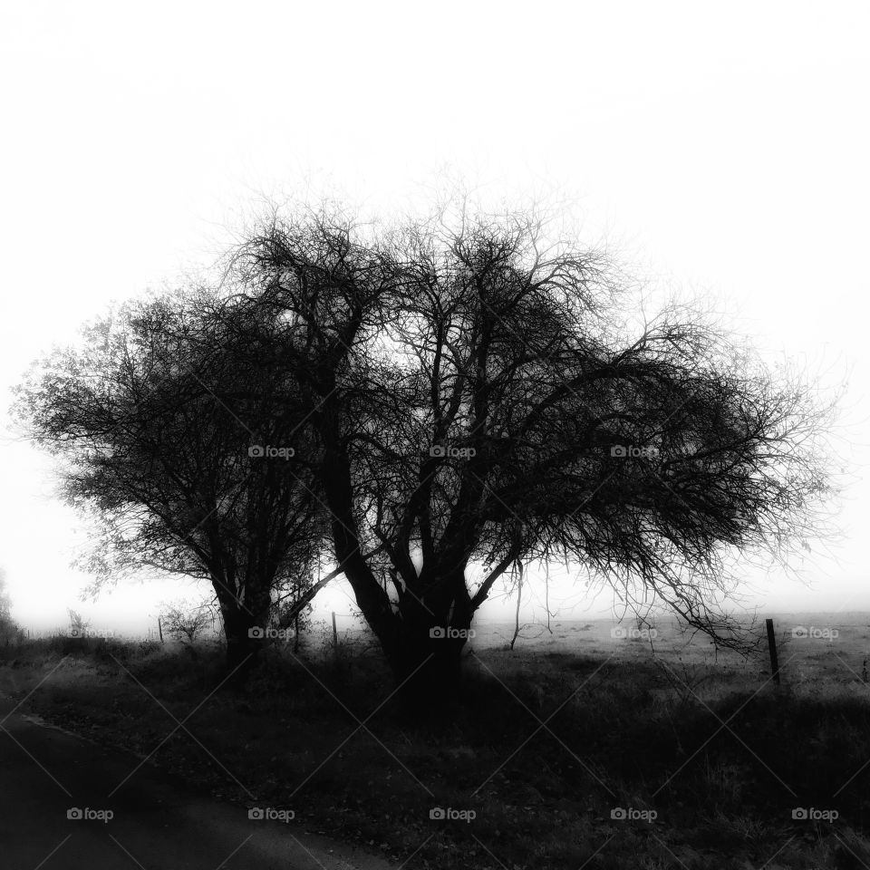 Misty season brings cold spells I the late afternoon and introduced the coming season ...