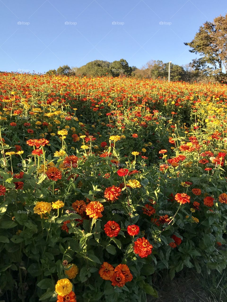 Field of beauty 