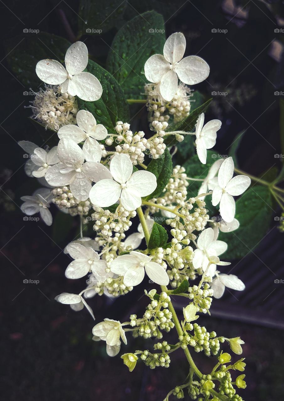 Raindrops on a white hydrangea 