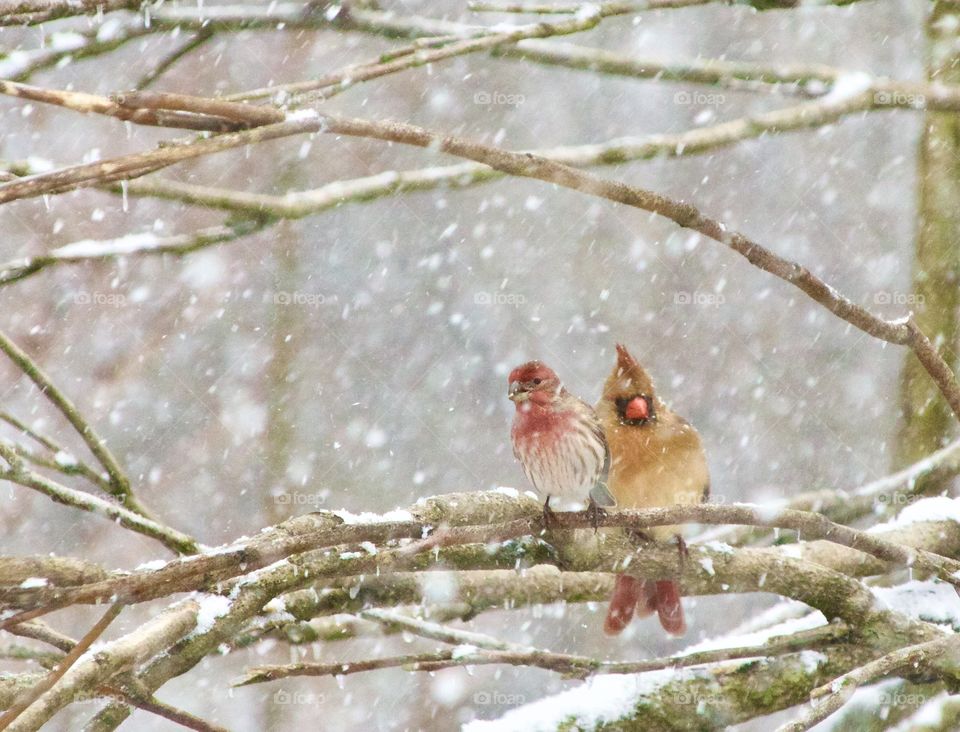 Two birds sitting on a branch during a snow storm