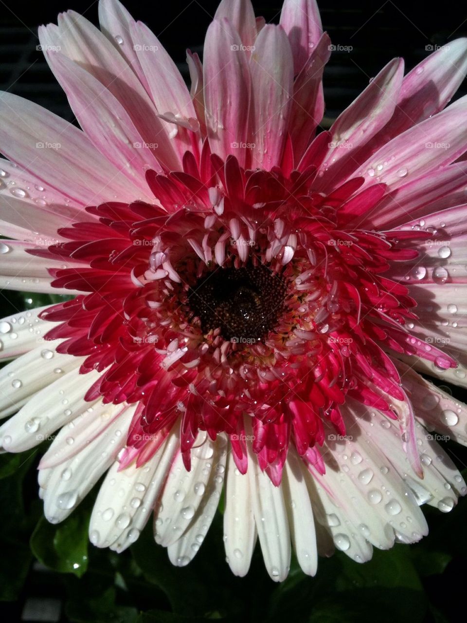 Pink and white flower