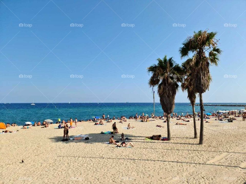 Summer time. Magical outside. Beach. Ocean. Palm trees. Shadows. Getting tanned. Sunbathe.