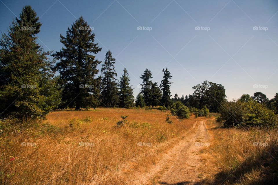 countryside road