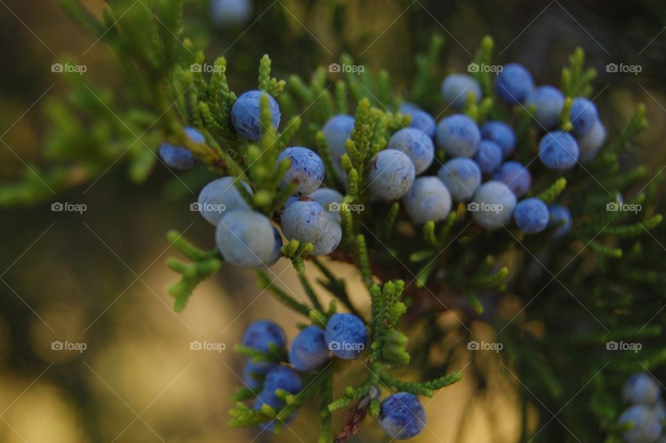 Blue berries on tree branch
