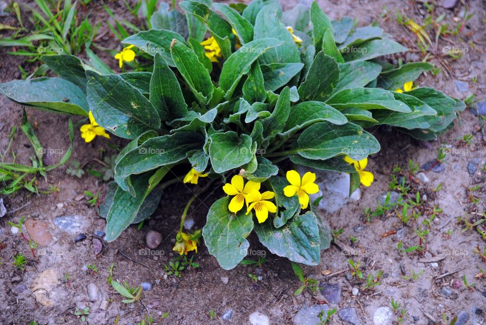 Dainty Yellow Flowers in a Mass of Green Leaves 
