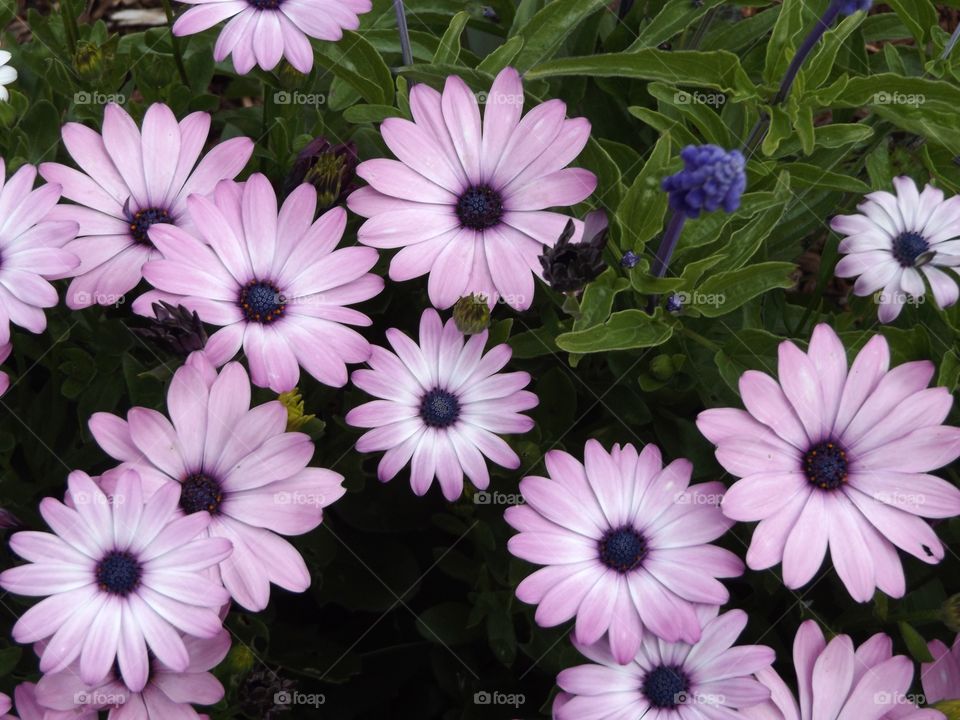 High angle view of a pink flower