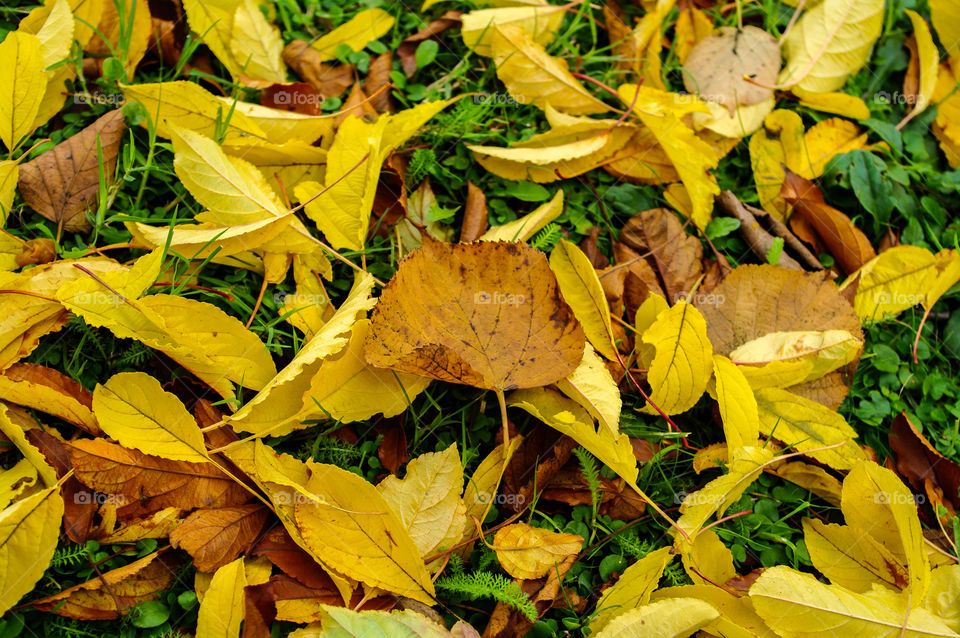 Yellow and brown autumn leaves on the grass in a park in Bilbao, Spain