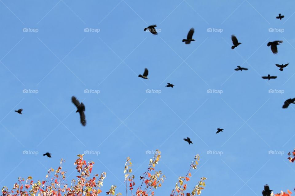 Crows