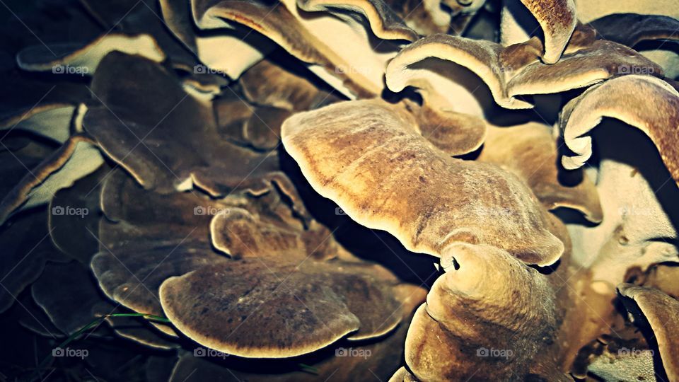 Nature, Food, Desktop, No Person, Fungus