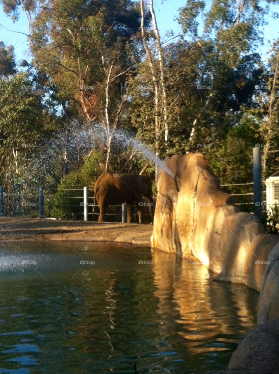 Elephant habitat at the San Diego zoo
