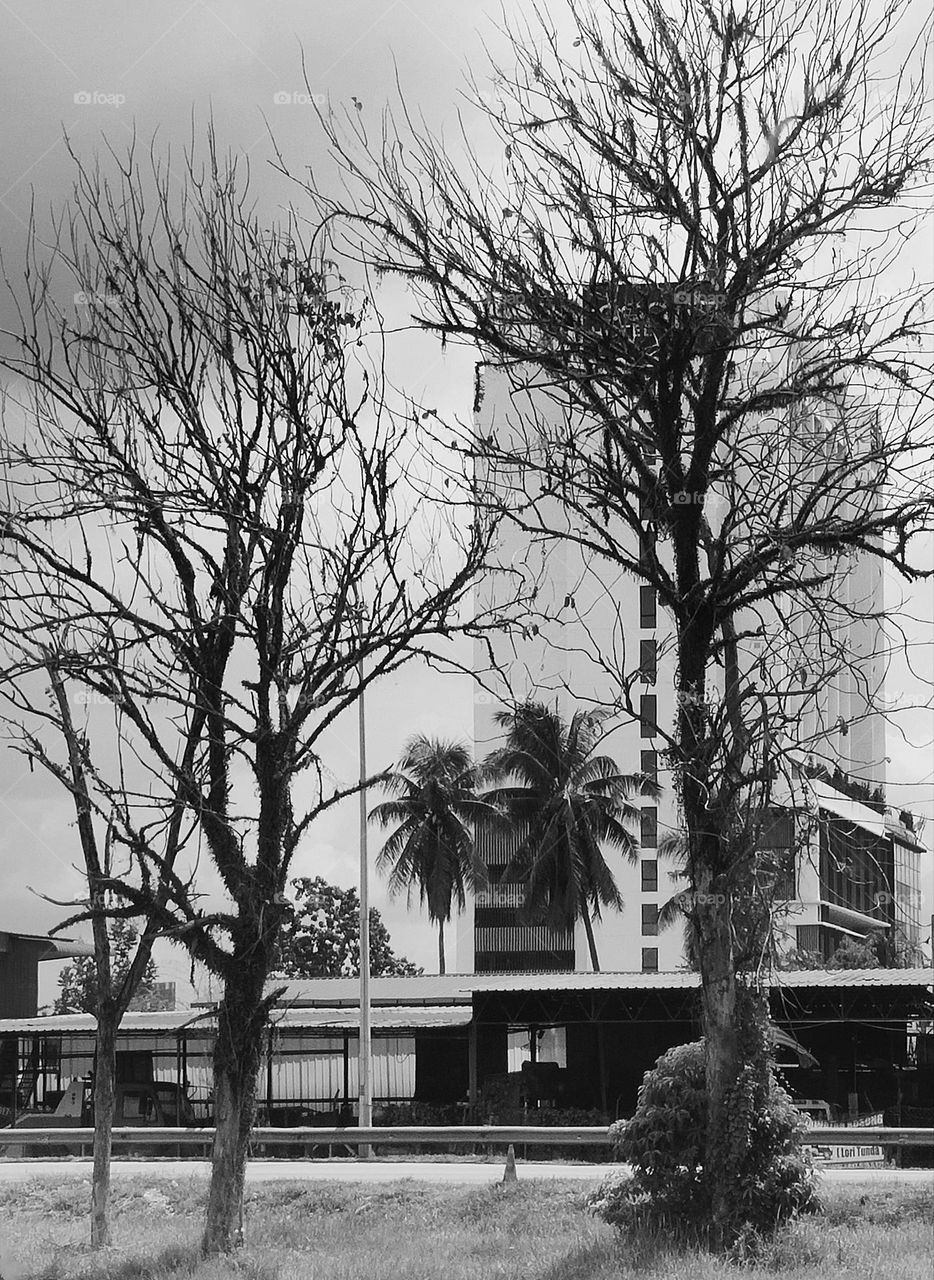 Tree and building in black.