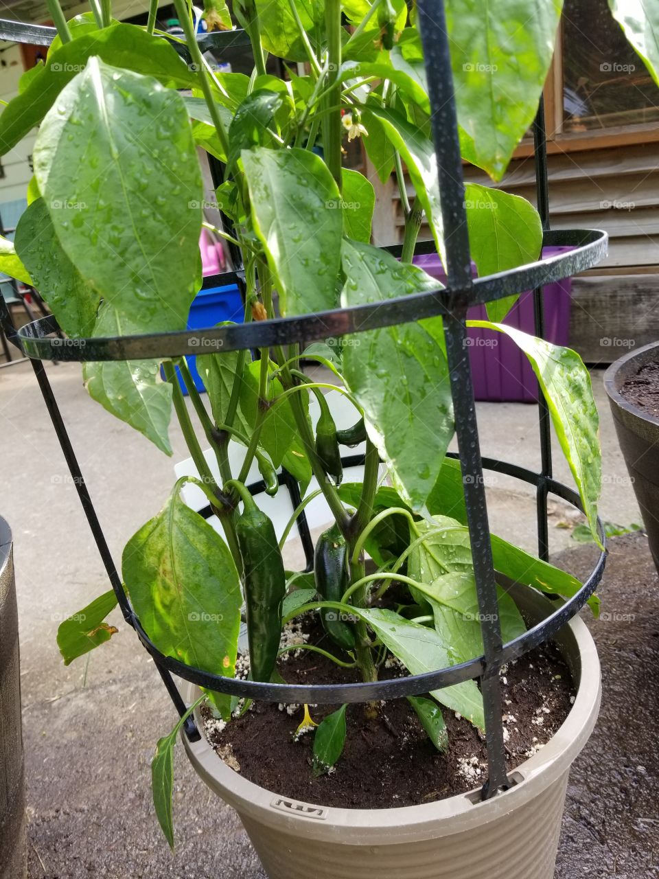 jalapeno plant
