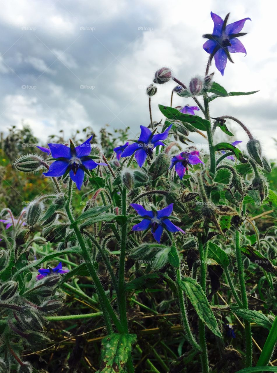 Borage blooming in springtime